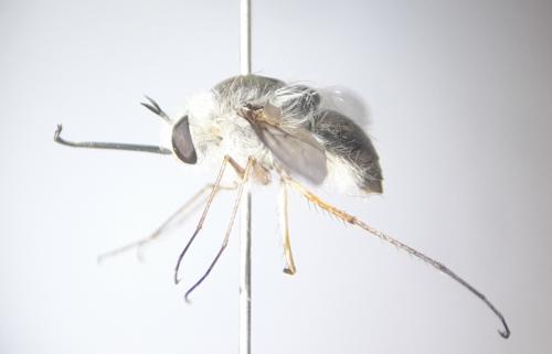 Bombylius niveus